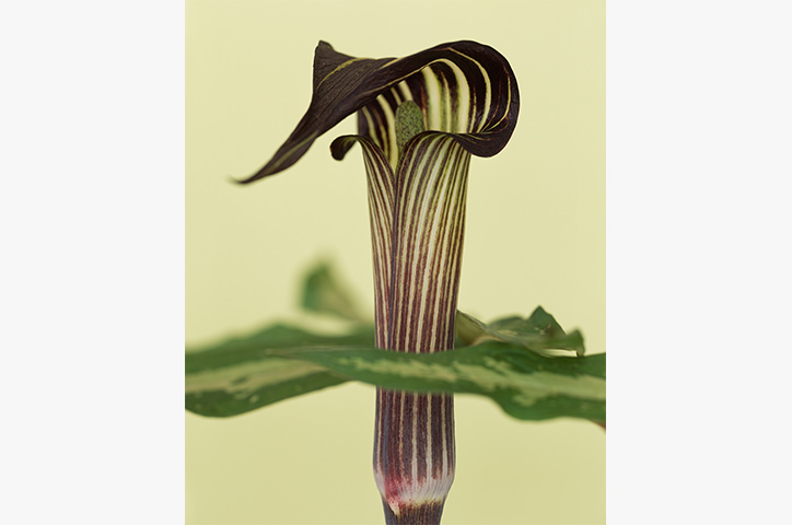 https://cdn.milkbooks.com/media/2536/photowisdom-ronvandongen.jpg